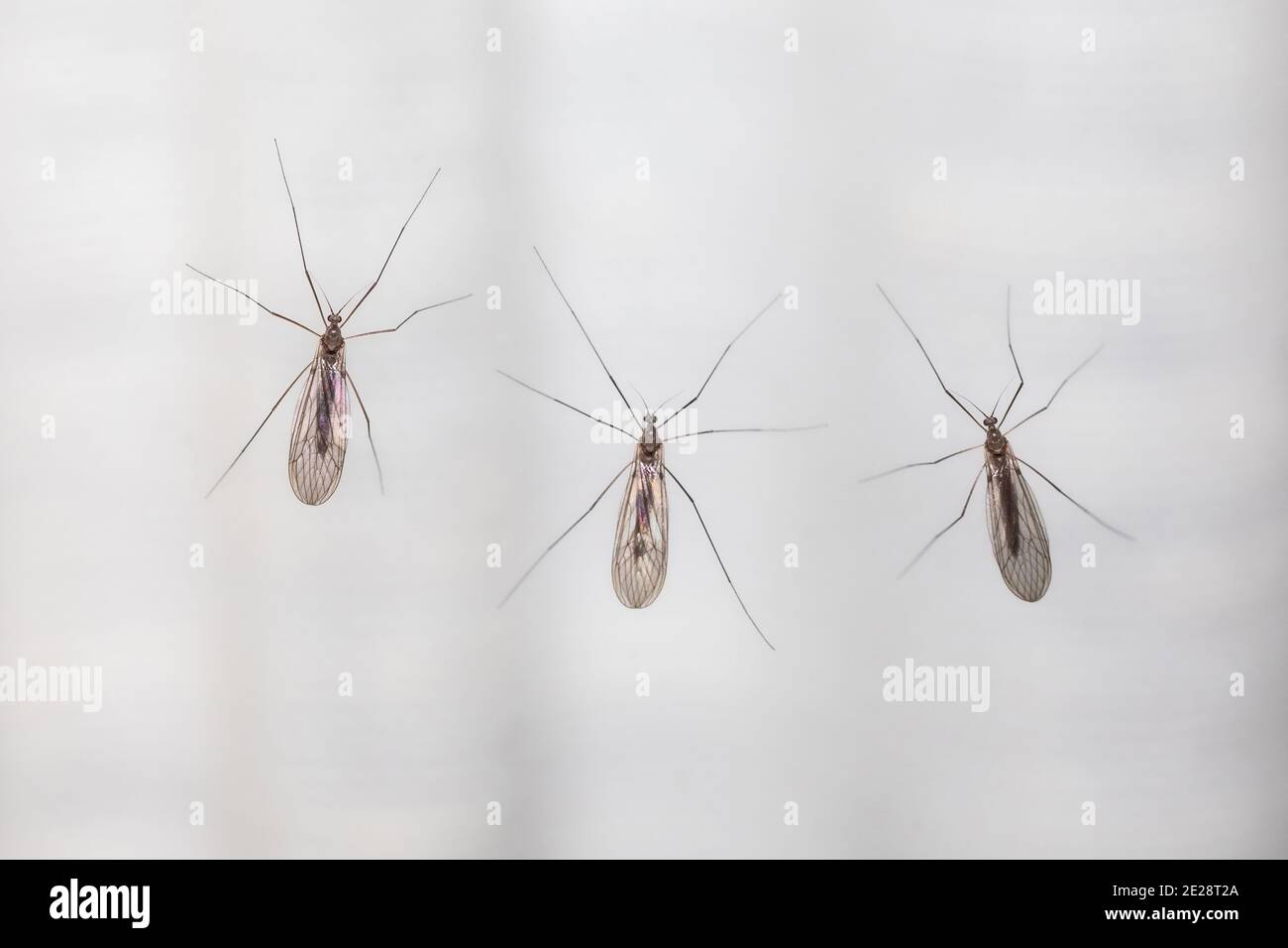 winter gnats, winter crane flies (Trichoceridae (Petauristidae)), three winter gnats in the night at an illuminated window, view from above, Germany, Stock Photo