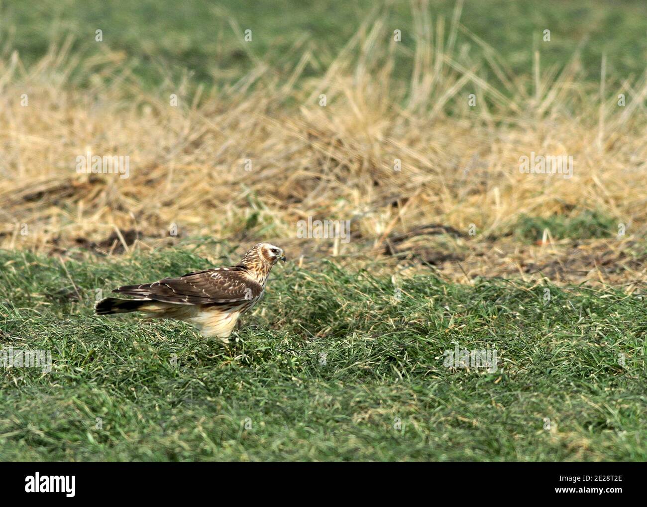 hen harrier (Circus cyaneus), Second calender year female standing, seen from the side., Netherlands Stock Photo