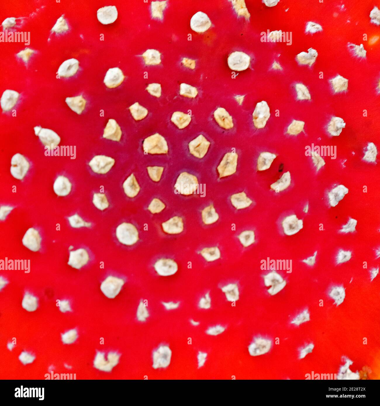 fly agaric (Amanita muscaria), fruiting body, view from above, Germany, North Rhine-Westphalia Stock Photo