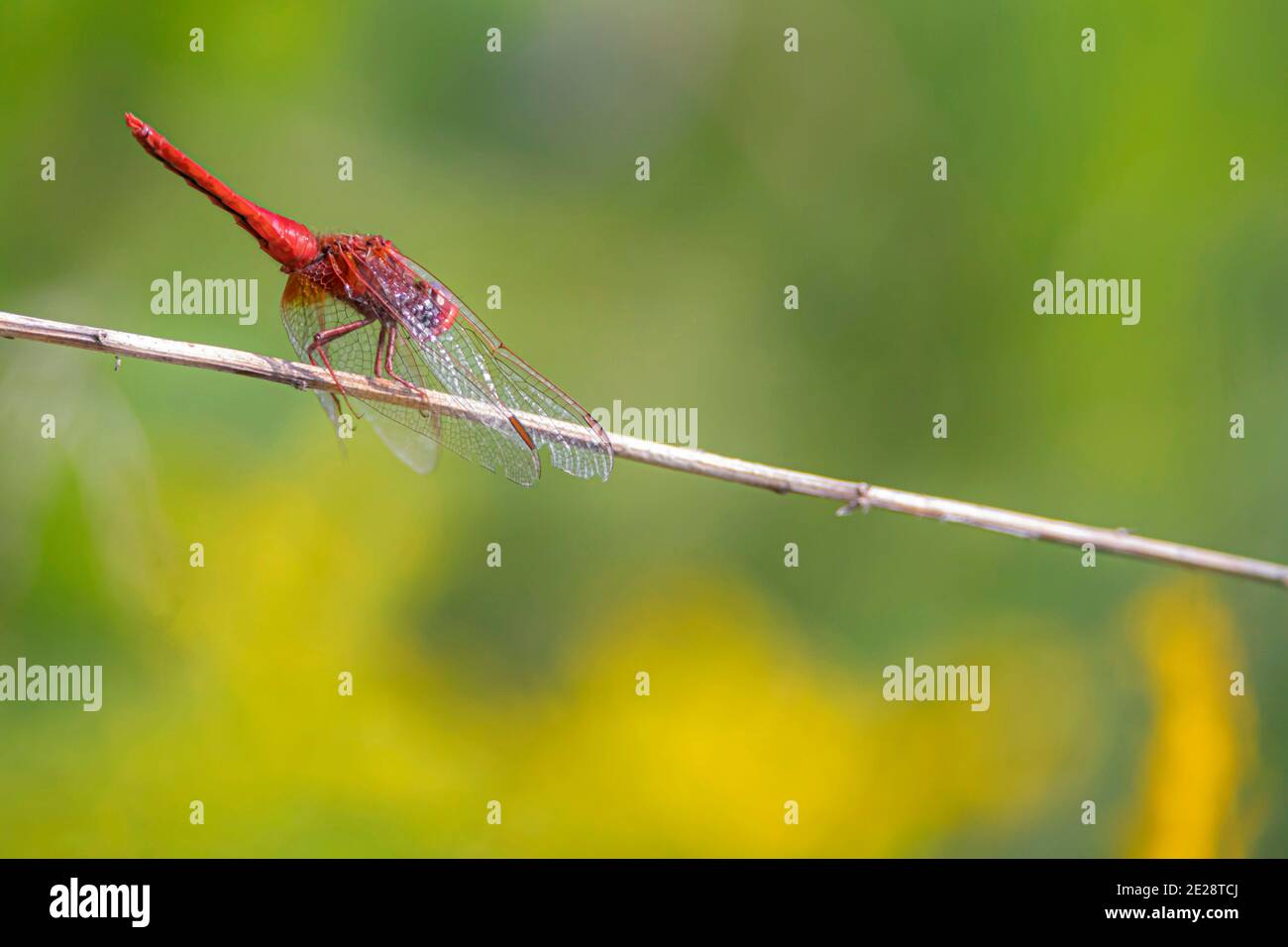 Broad Scarlet, Common Scarlet-darter, Scarlet Darter, Scarlet Dragonfly (Crocothemis erythraea, Croccothemis erythraea), male sits on a blade of Stock Photo