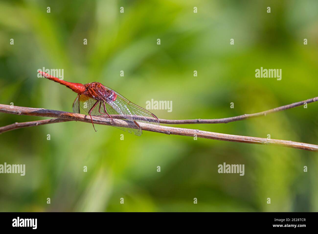Broad Scarlet, Common Scarlet-darter, Scarlet Darter, Scarlet Dragonfly (Crocothemis erythraea, Croccothemis erythraea), male sits on a blade of Stock Photo