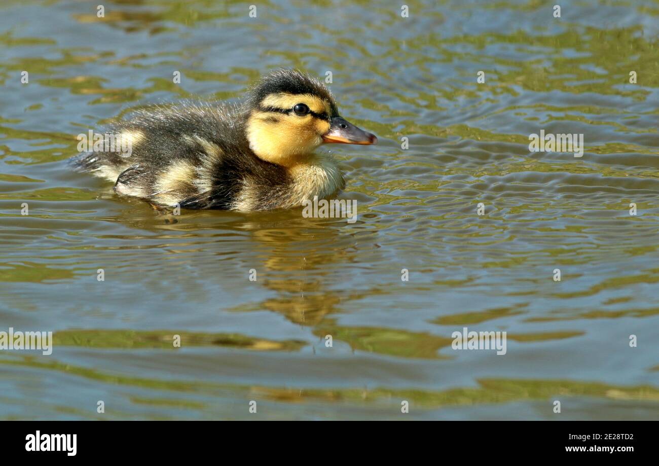 mallard (Anas platyrhynchos), duckling, swimming, Netherlands Stock Photo