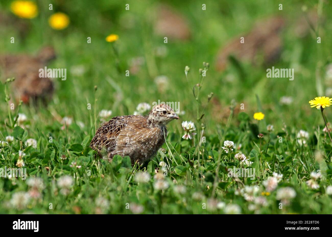 grey partridge (Perdix perdix), Juvenile looking for insects in meadow, Netherlands Stock Photo