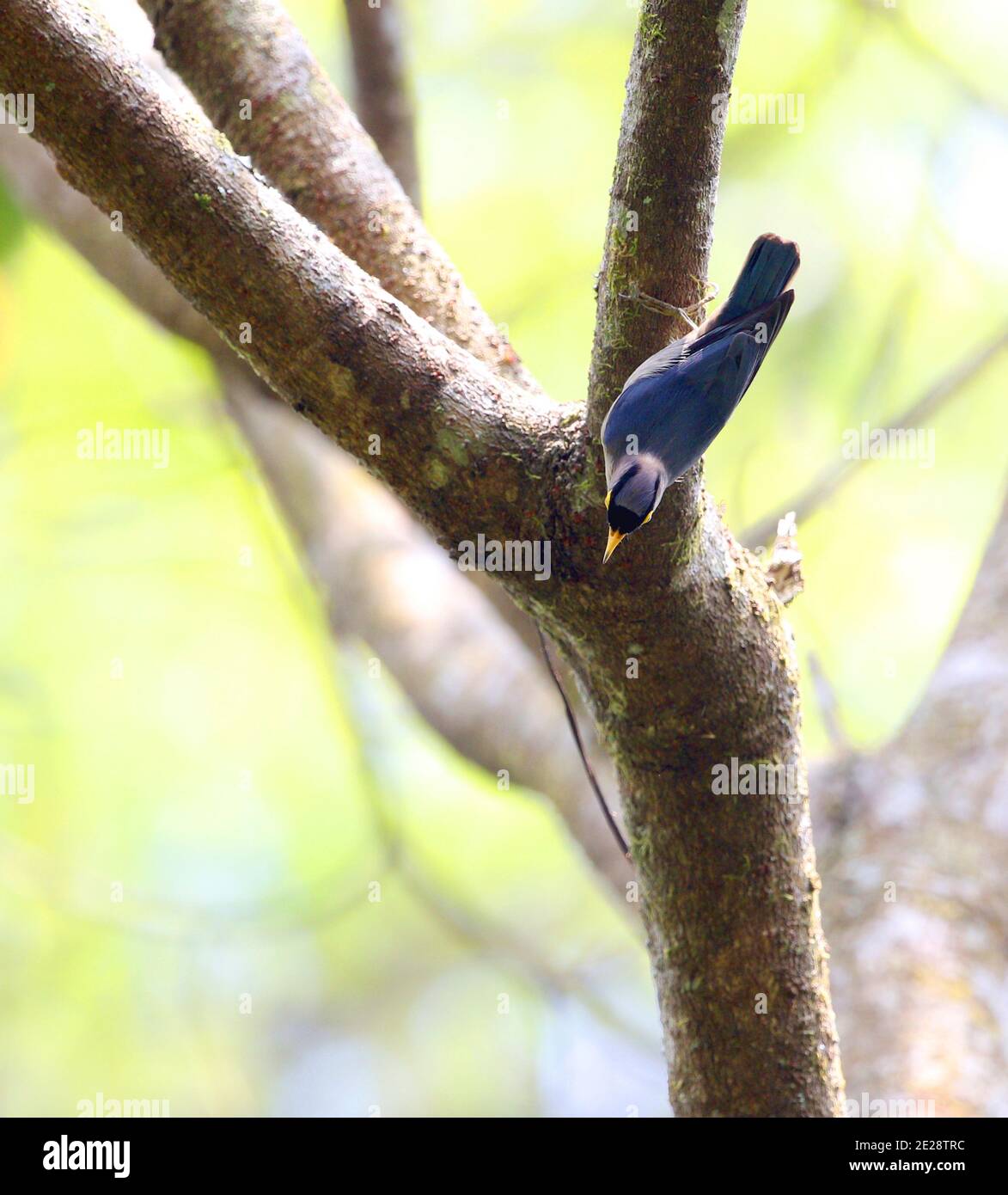 lilac nuthatch (Sitta solangiae), clinging on a branch in a tropical rain forest, Vietnam, Mang Den Stock Photo