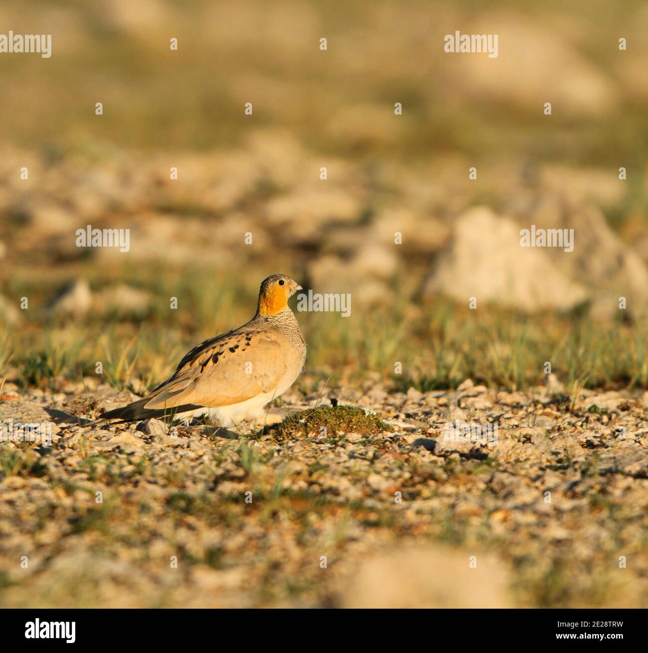 Tibetan Sandgrouse (Syrrhaptes tibetanus), male perched in the desert