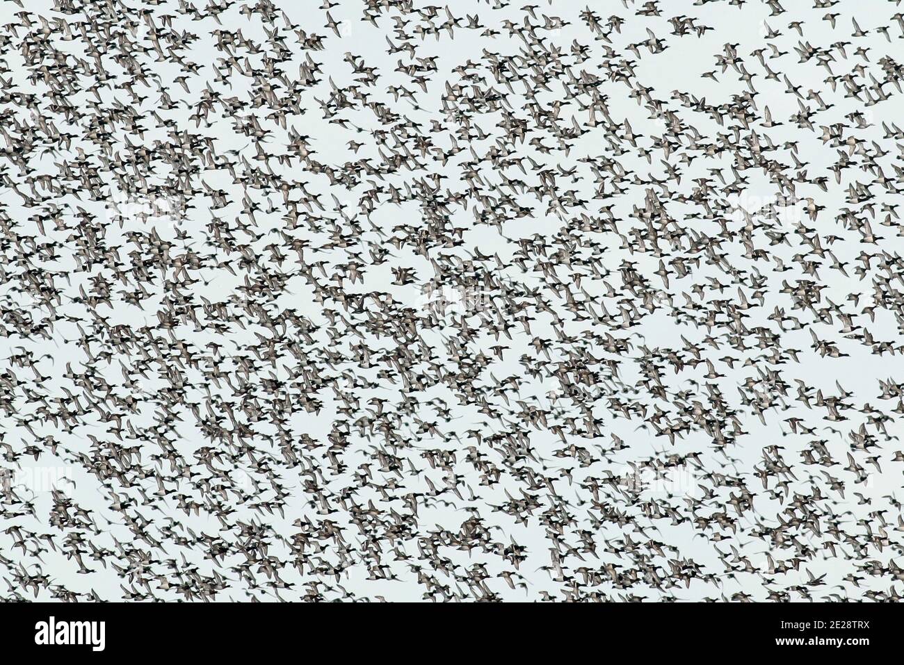 greater scaup (Aythya marila), Huge flock of wintering Greater Scaups in flight over the Ijsselmeer, Netherlands, Northern Netherlands Stock Photo