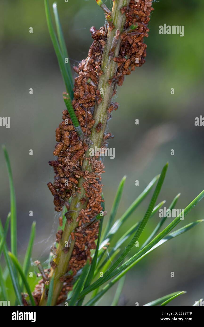 web-spinning pine-sawfly (Acantholyda hieroglyphica), Faeces of the larvae, larvae in cocoon on pine twig, Germany Stock Photo