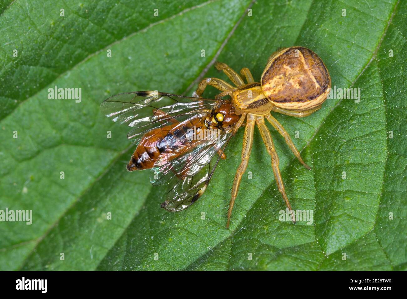 crab spider (Xysticus ulmi), female with caught sawfly, Germany Stock Photo