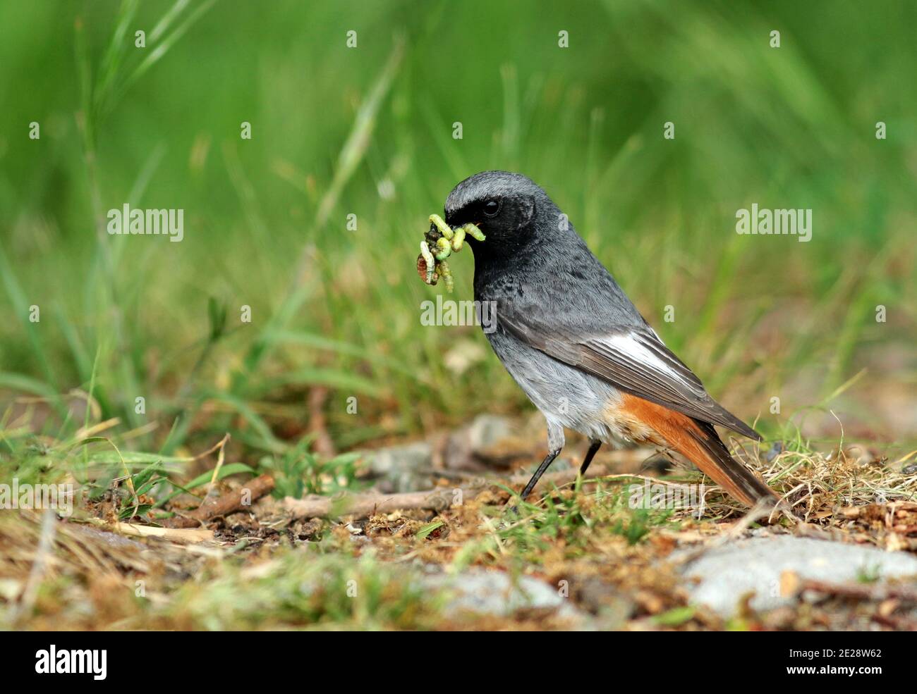 black redstart, black redtail, Tithy's redstart, blackstart (Phoenicurus ochruros), male with collected caterpillars for his young birds in the beak, Stock Photo