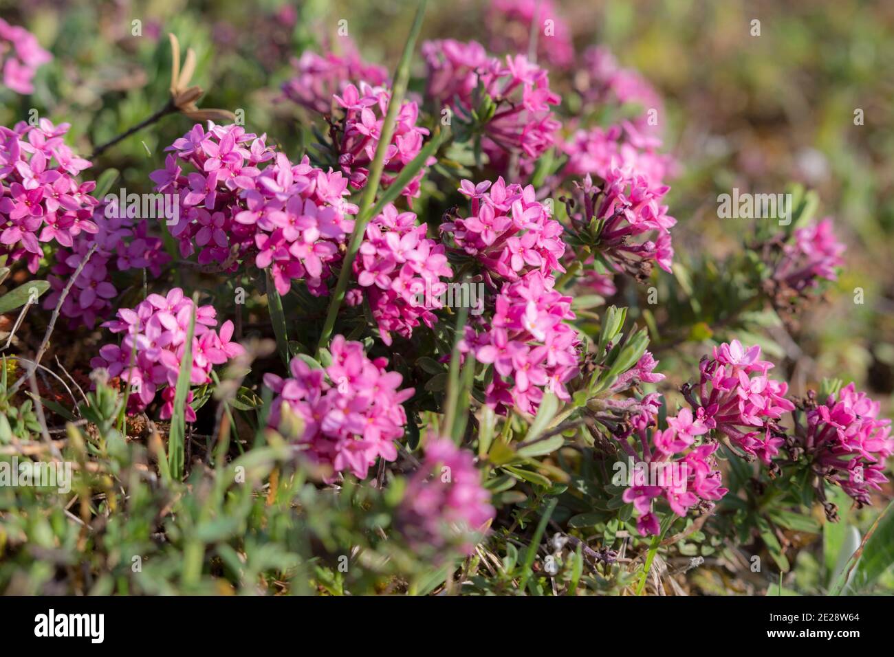 Garland Flower, Rose Daphne (Daphne cneorum), blooming, Germany, Bavaria Stock Photo