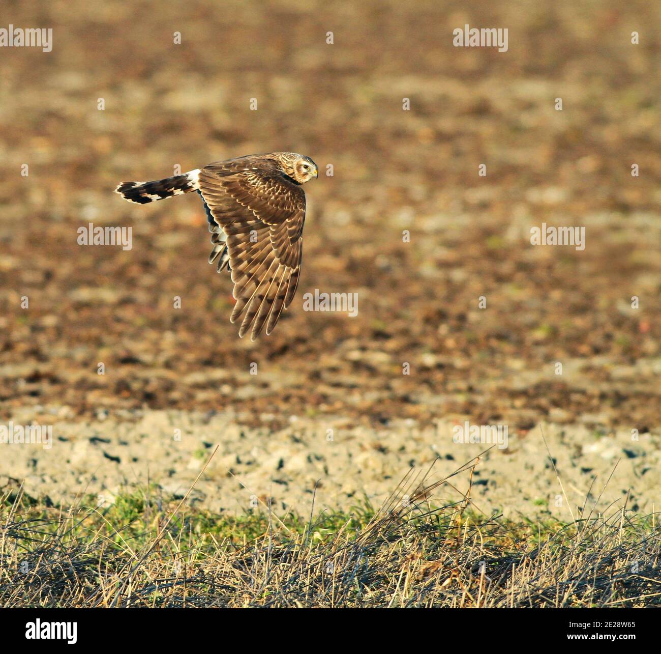 hen harrier (Circus cyaneus), second calender year female in hunting flight, side view, Netherlands Stock Photo