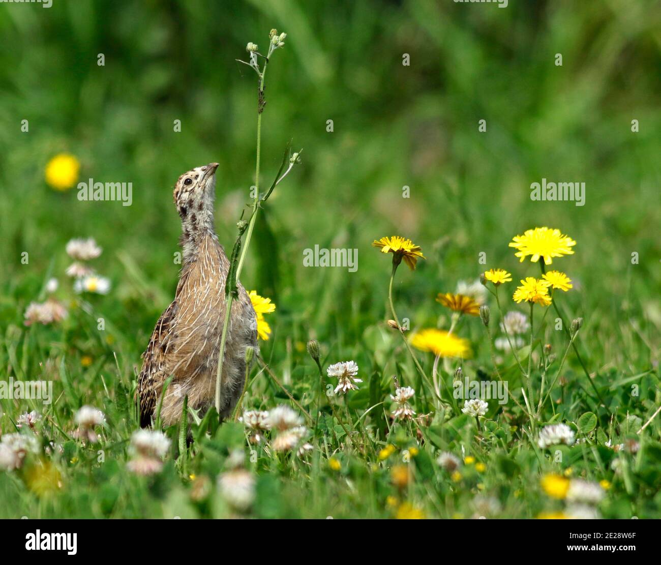 grey partridge (Perdix perdix), Juvenile looking for insects in meadow, Netherlands Stock Photo