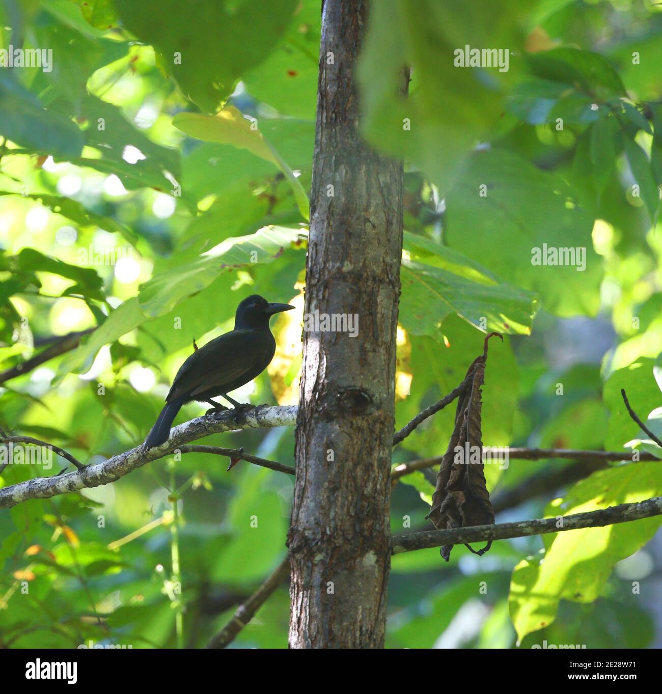 Obi paradise-crow (Lycocorax pyrrhopterus obiensis, Lycocorax obiensis), perching on a tree, Indonesia, North Maluku, Obi island Stock Photo