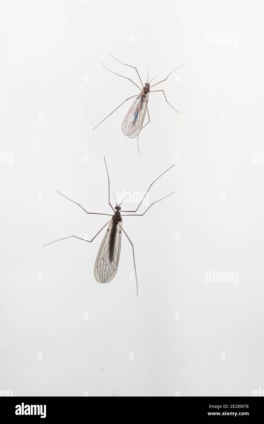 winter gnats, winter crane flies (Trichoceridae (Petauristidae)), two winter gnats in the night at an illuminated window, view from above, Germany, Stock Photo
