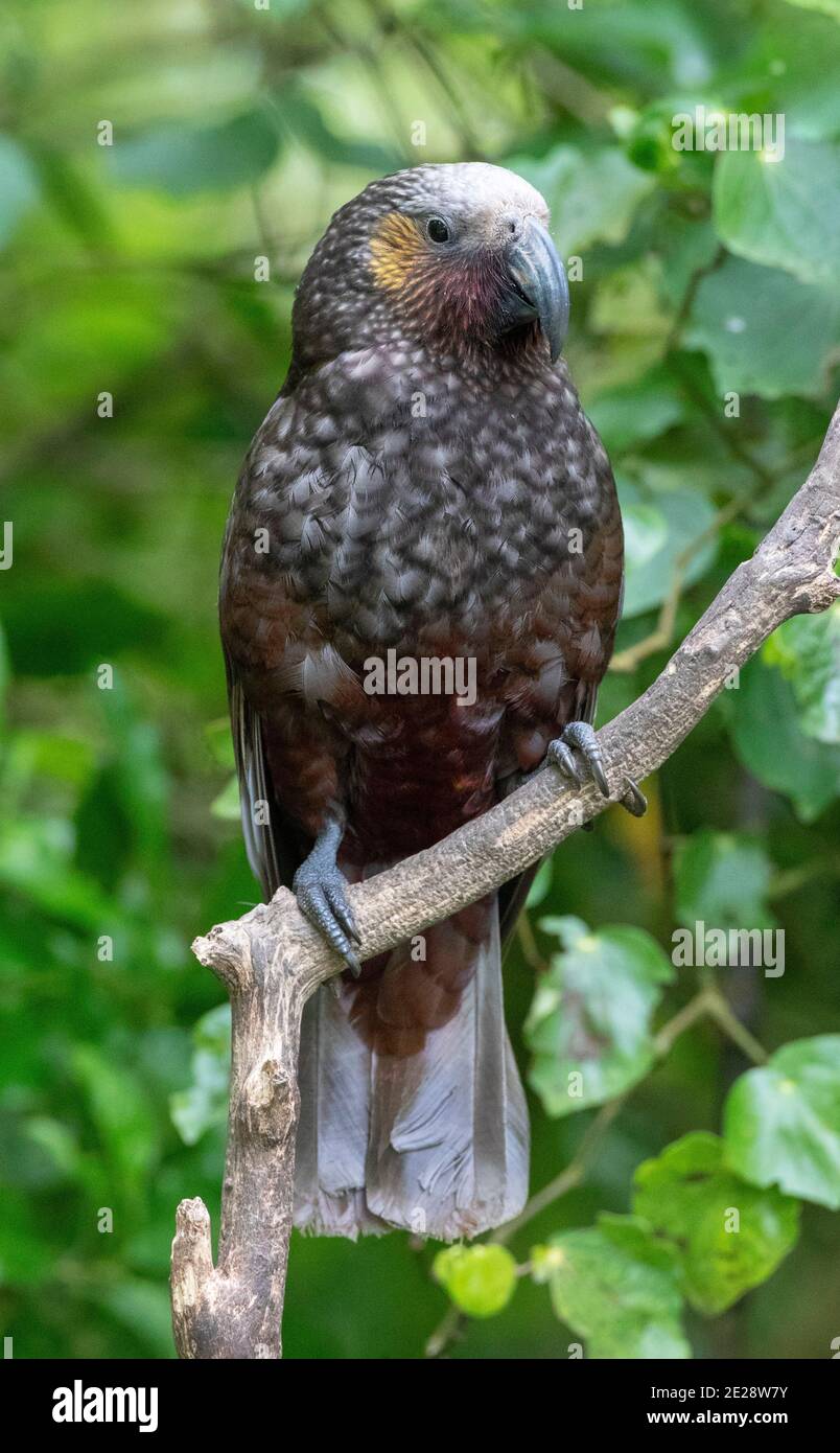 Zealandia fauna hires stock photography and images Alamy