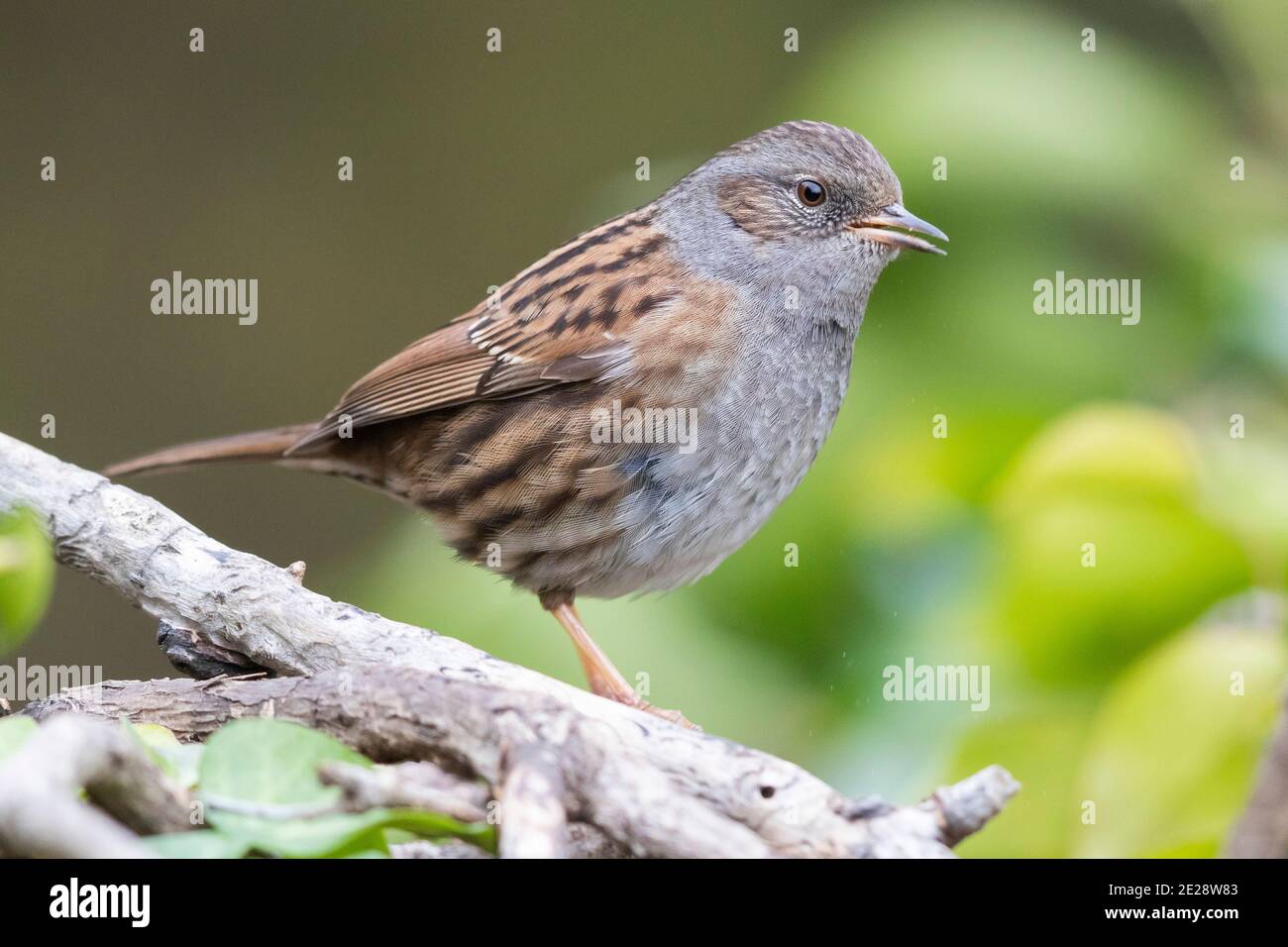 dunnock (Prunella modularis), adult perched on a branch, singing softly, Italy, Campania Stock Photo