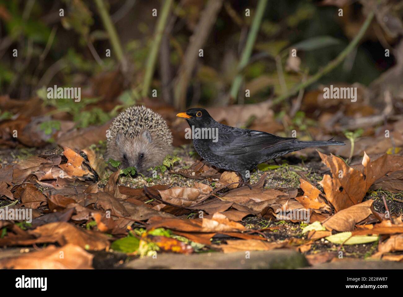 Western hedgehog, European hedgehog (Erinaceus europaeus), together with a male blackbird in autumn foliage, Germany, Bavaria Stock Photo