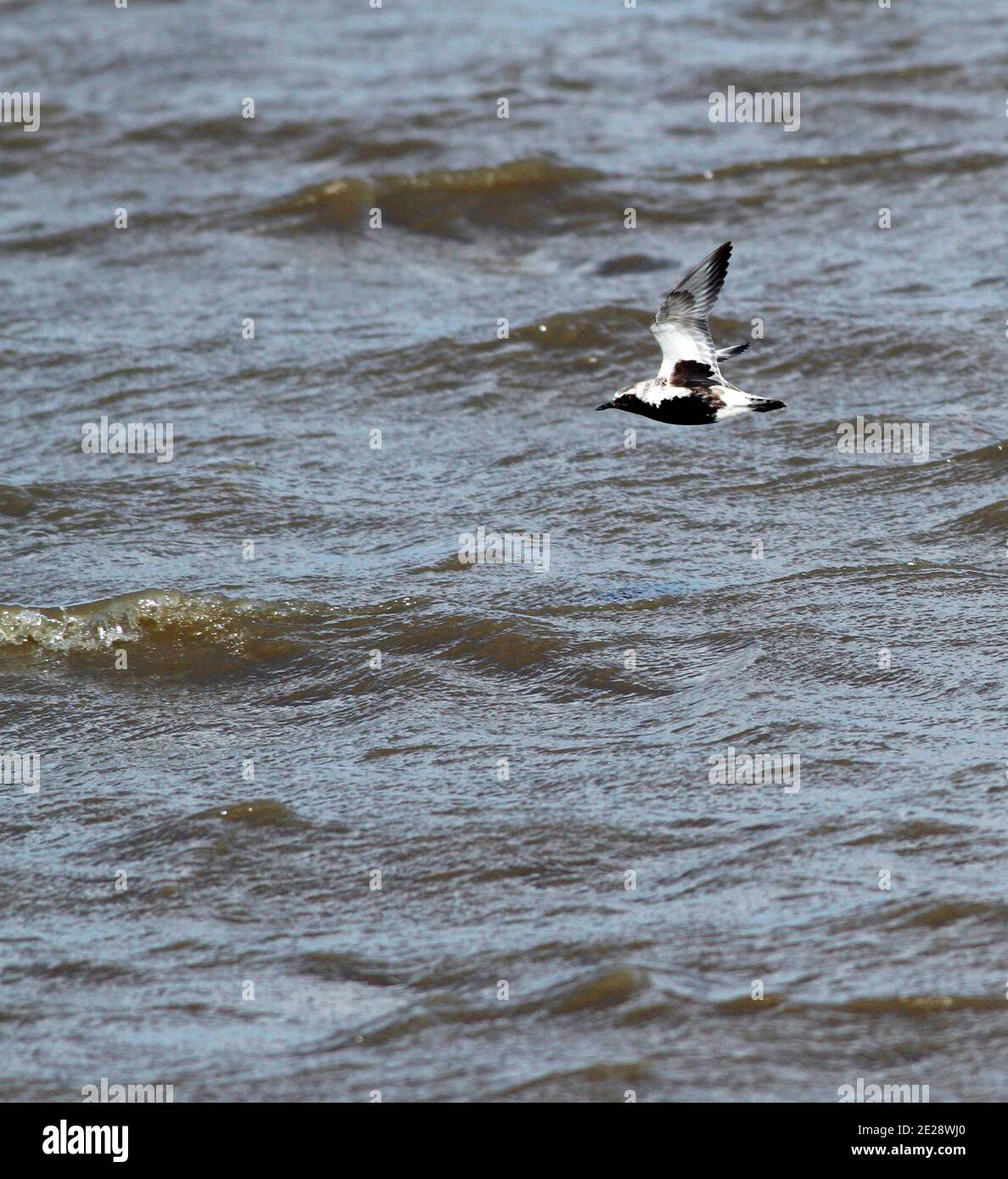 grey plover (Pluvialis squatarola), in flight, seen from the side, showing upperwing, Europe Stock Photo