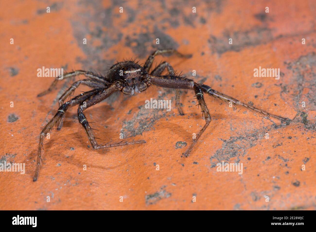 Crab spider (Xysticus kochi), male, Germany Stock Photo Alamy