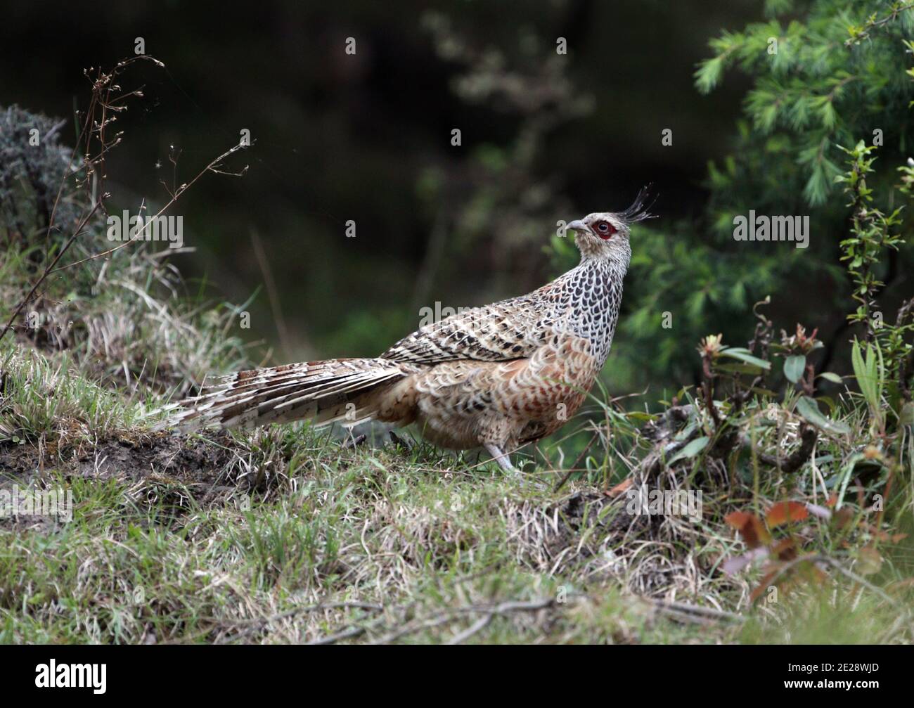 Cheer pheasant, Wallich's pheasant (Catreus wallichii), pheasant cock perches on grass and looking back, side view, India, Dhangatti Stock Photo