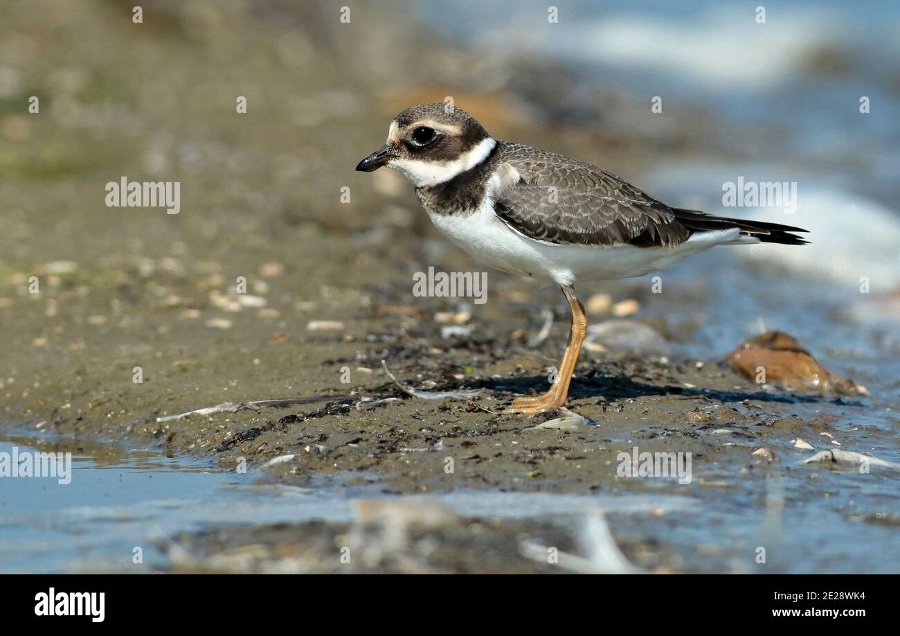 ringed plover (Charadrius hiaticula), Immature standing, seen from the side. , Netherlands Stock Photo