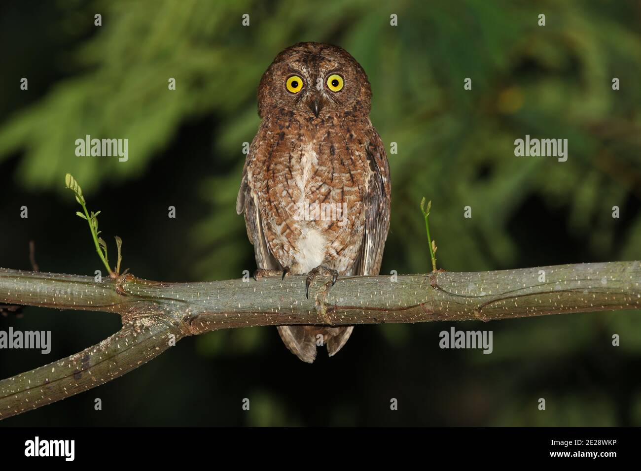 Sula scops owl (Otus sulaensis), perched in a tree, Indonesia, Maluku, Taliabu island Stock Photo