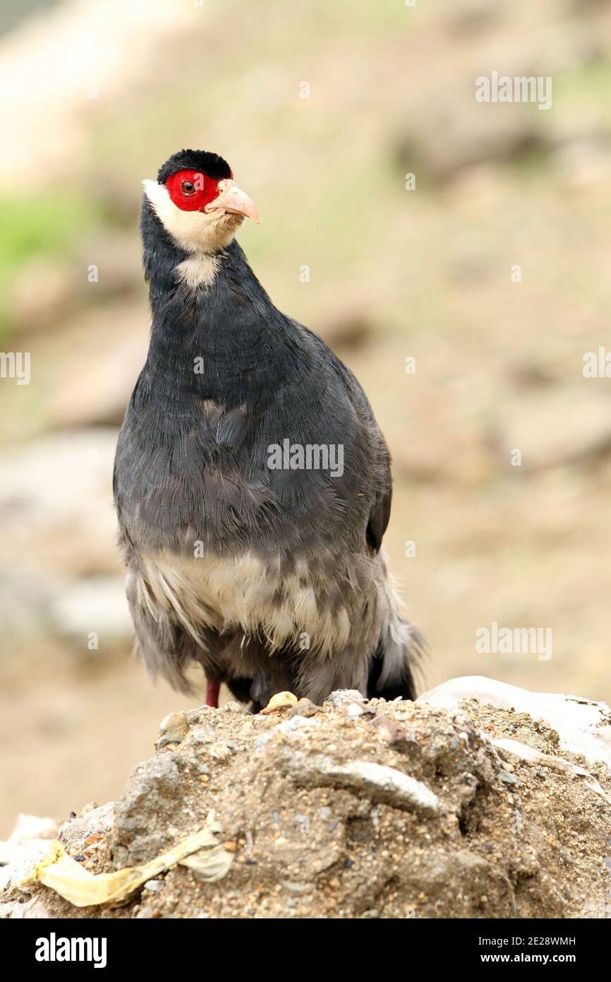 White eared-pheasant, Tibetan eared Pheasant, Elwes' Eared Pheasant (Crossoptilon harmani), male, China, Tibet, Xiongse Stock Photo