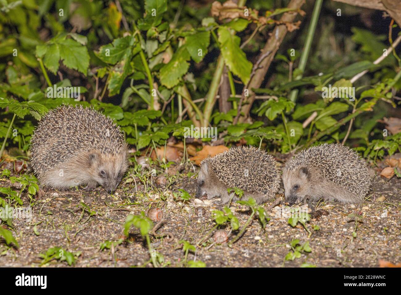 Western hedgehog, European hedgehog (Erinaceus europaeus), female eating with her young animals at a birds feeding place in late autumn, Germany, Stock Photo