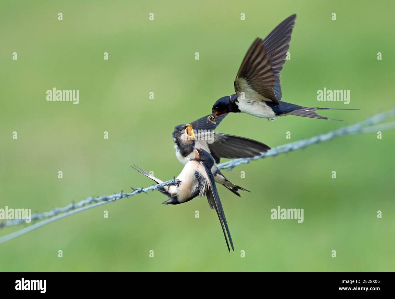 barn swallow (Hirundo rustica), adult bird feeding two juveniles on a barbwire, Netherlands, Den Oever Stock Photo