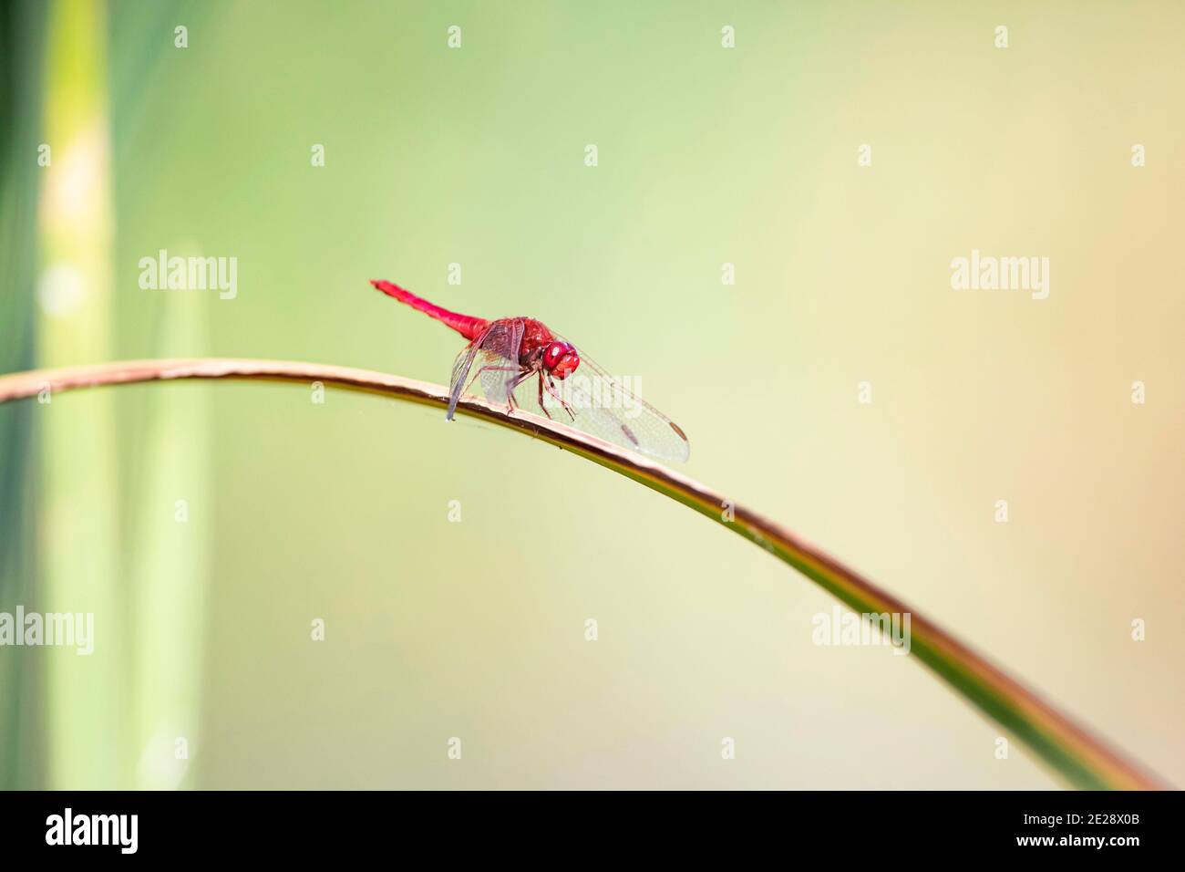 Broad Scarlet, Common Scarlet-darter, Scarlet Darter, Scarlet Dragonfly (Crocothemis erythraea, Croccothemis erythraea), male sits on a leaf, Stock Photo