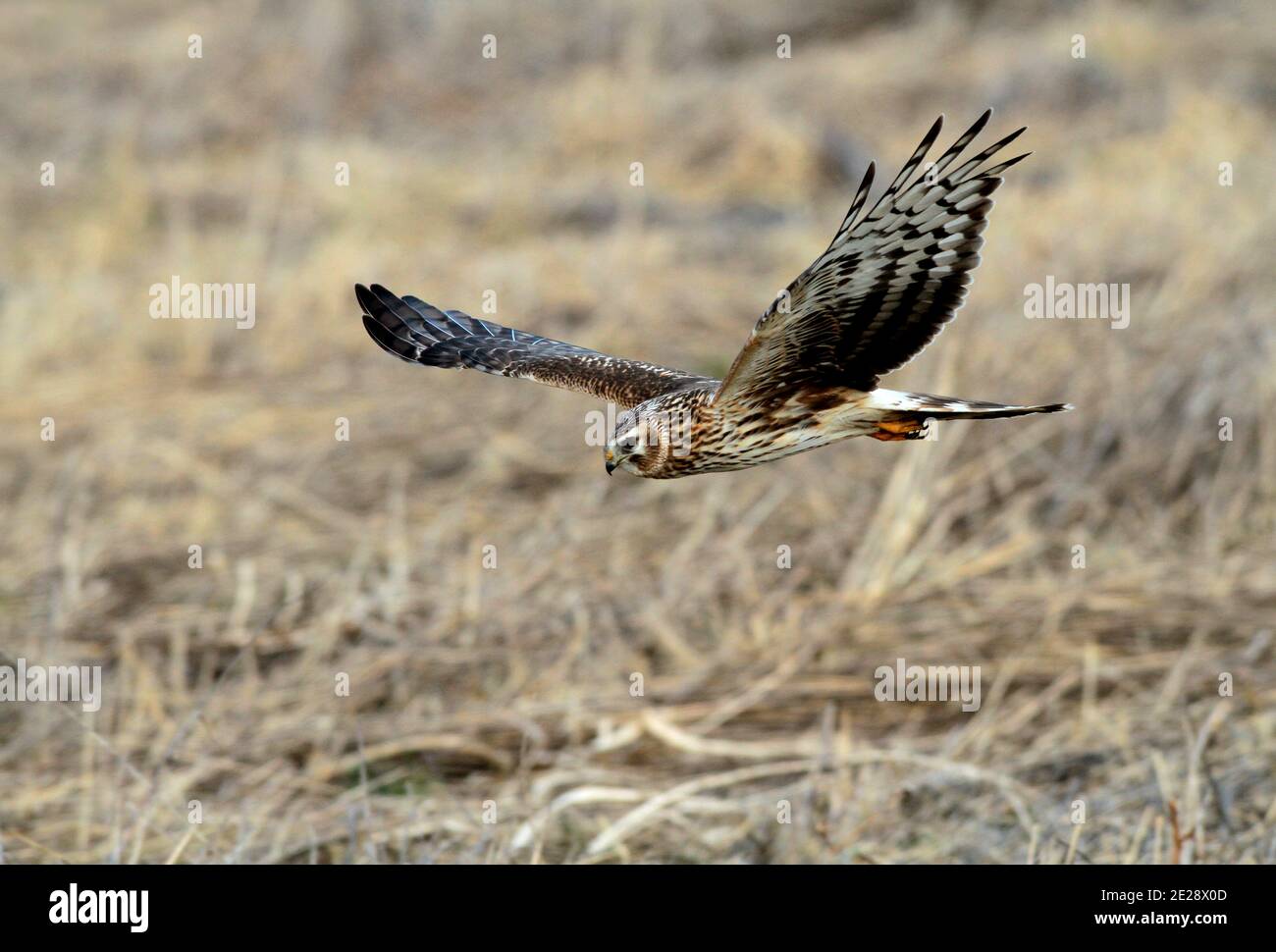 hen harrier (Circus cyaneus), second calender year female hunting, showing under wing pattern, Netherlands Stock Photo
