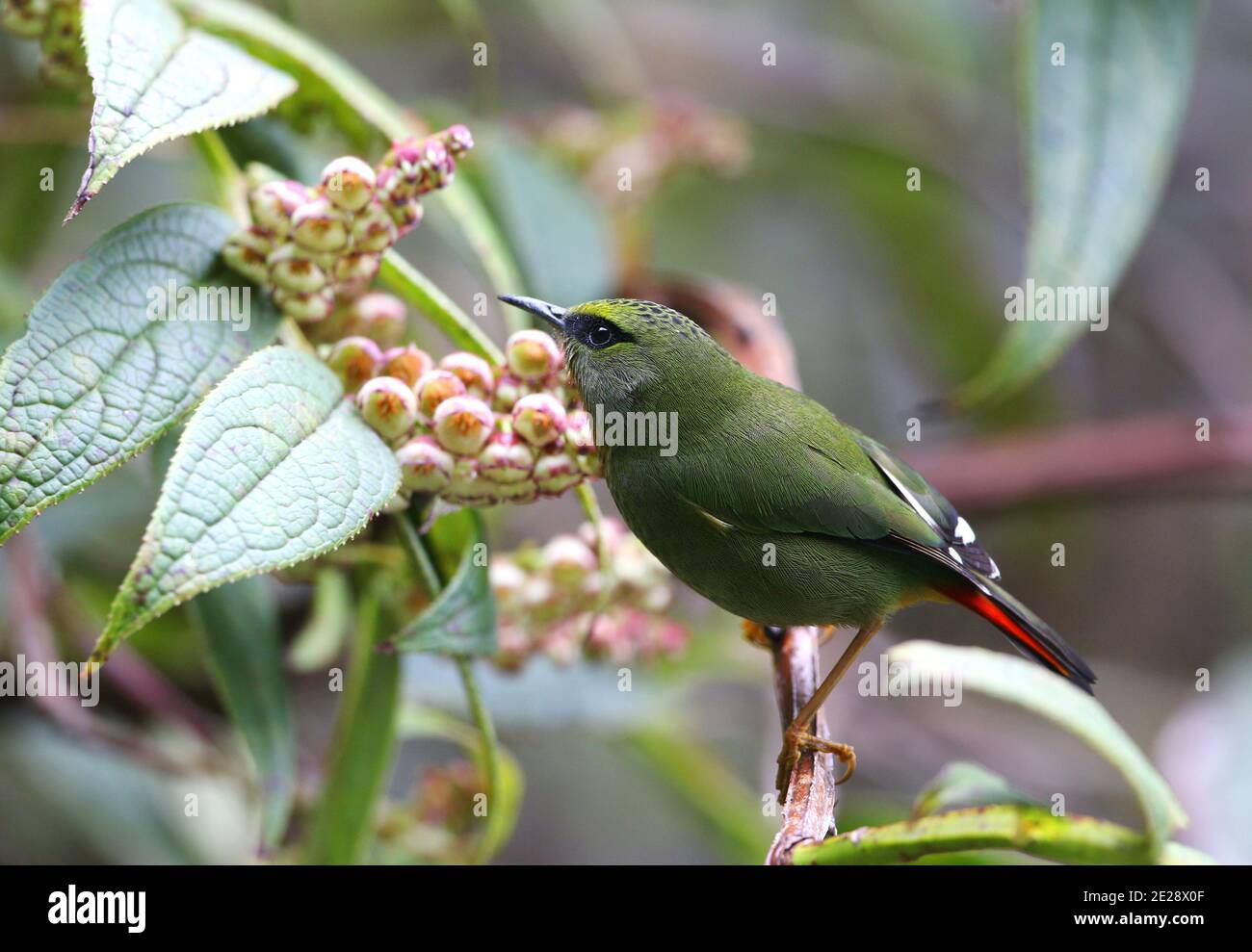 fire-tailed myzornis (Myzornis pyrrhoura), perching on a twig in mountain temperate forest, India, Arunachal Pradesh, Mishmi hills Stock Photo