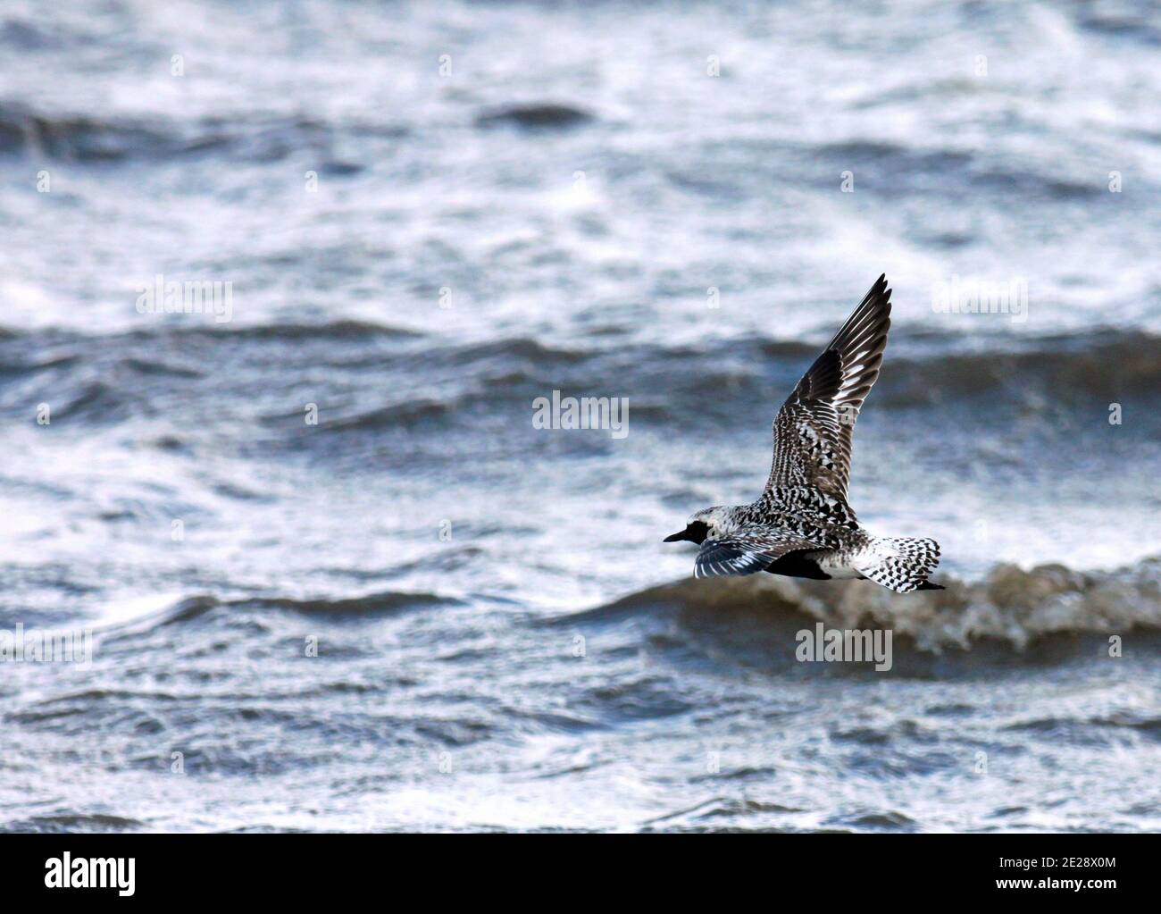 grey plover (Pluvialis squatarola), in flight, seen from the side, showing upperwing, Europe Stock Photo