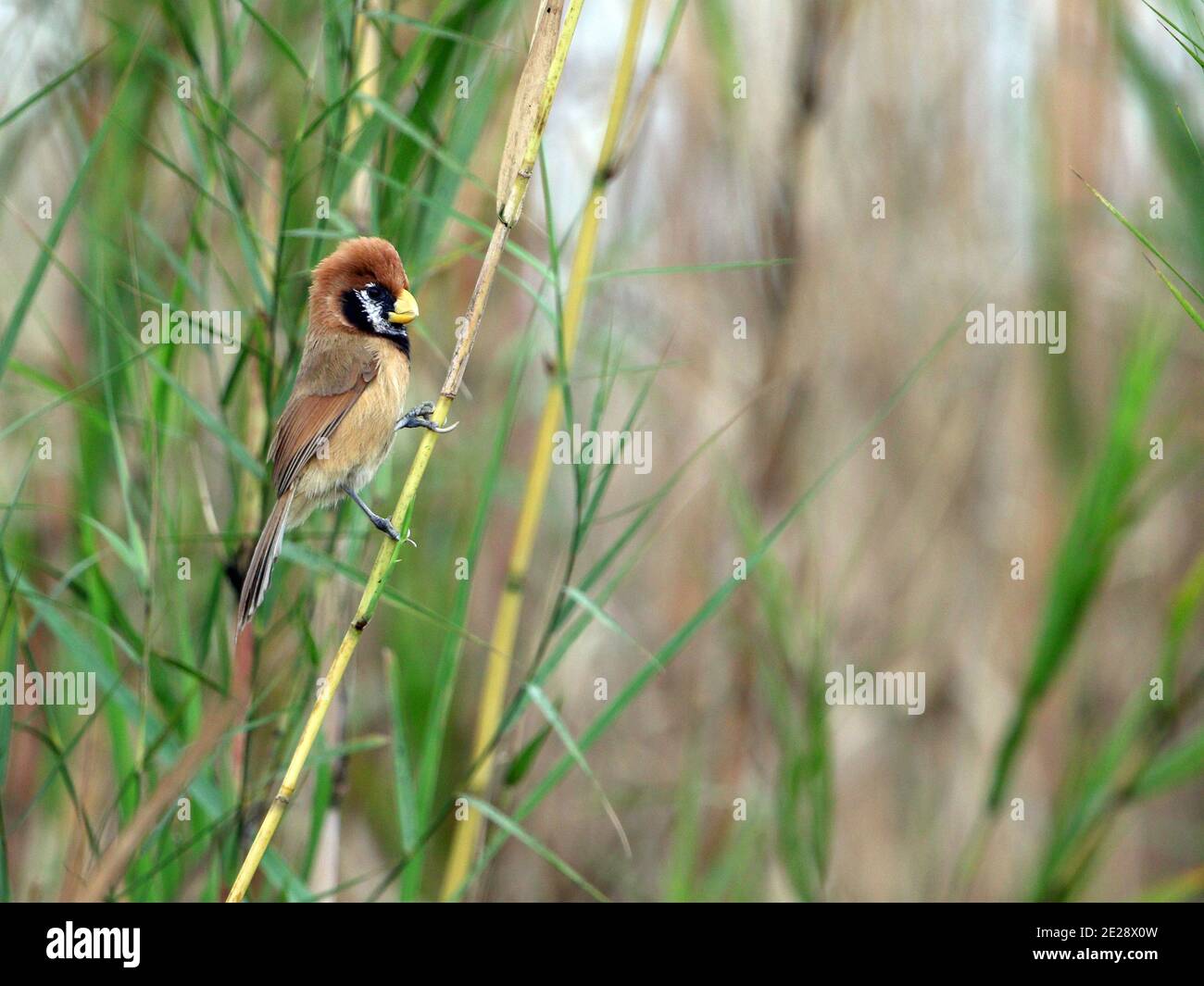 Gould's parrotbill, Black-breasted Parrotbill (Paradoxornis flavirostris), perching in a reed belt, side view, India, Dibru Saikhowa Stock Photo