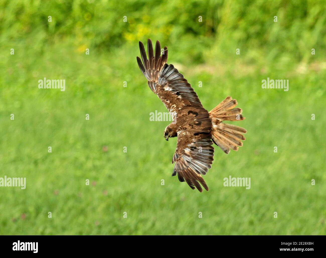 Western Marsh Harrier (Circus aeruginosus), second calendar year male flying over a field, Netherlands, Northern Netherlands Stock Photo