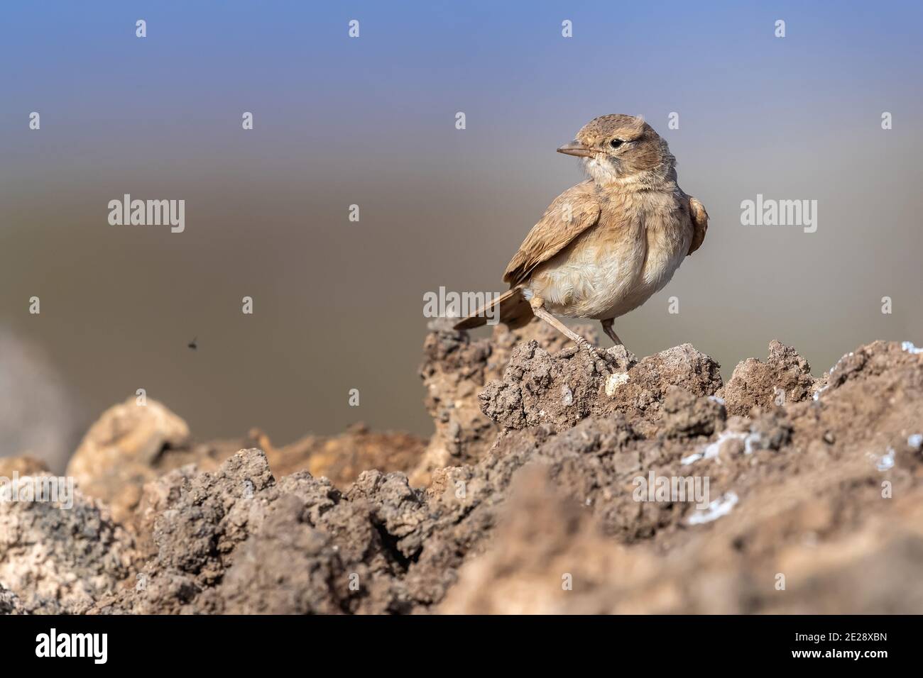 bar-tailed lark (Ammomanes cinctura cinctura, Ammomanes cincturus cincturus), perched on a rocky area, Cape Verde, Sal, Santa Maria Stock Photo