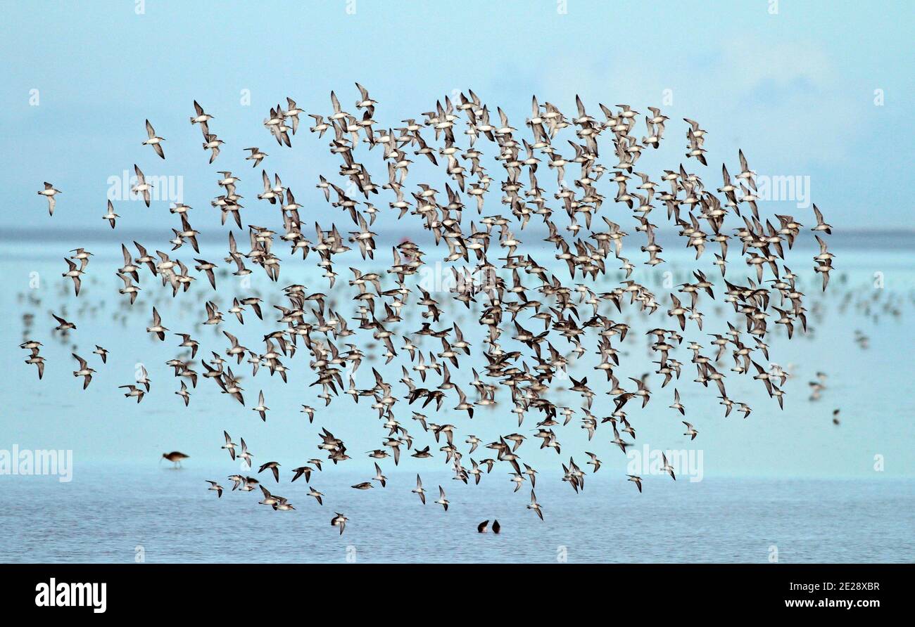 red knot (Calidris canutus), wheeling flock flying over the wadden sea, Netherlands, Den Oever Stock Photo