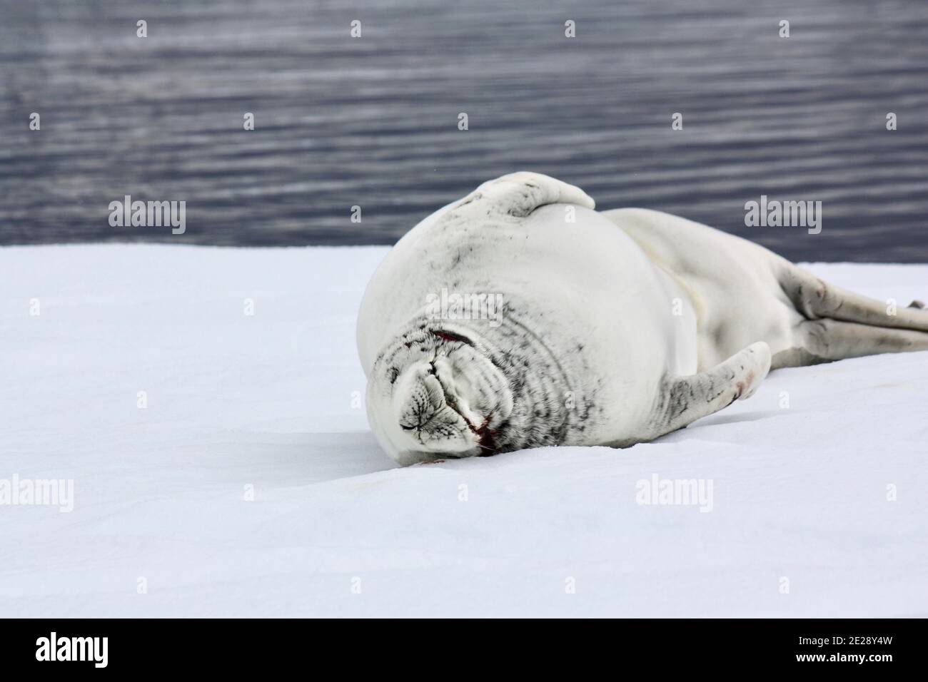 Crabeater Seal Relaxed on Antarctic Ice Stock Photo