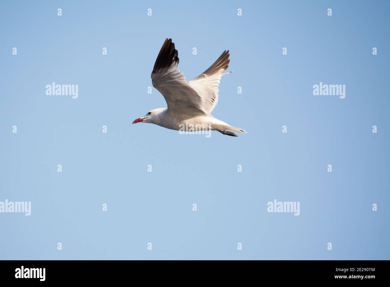 White seagull flying in the clean blue sky with wings spreaded Stock Photo