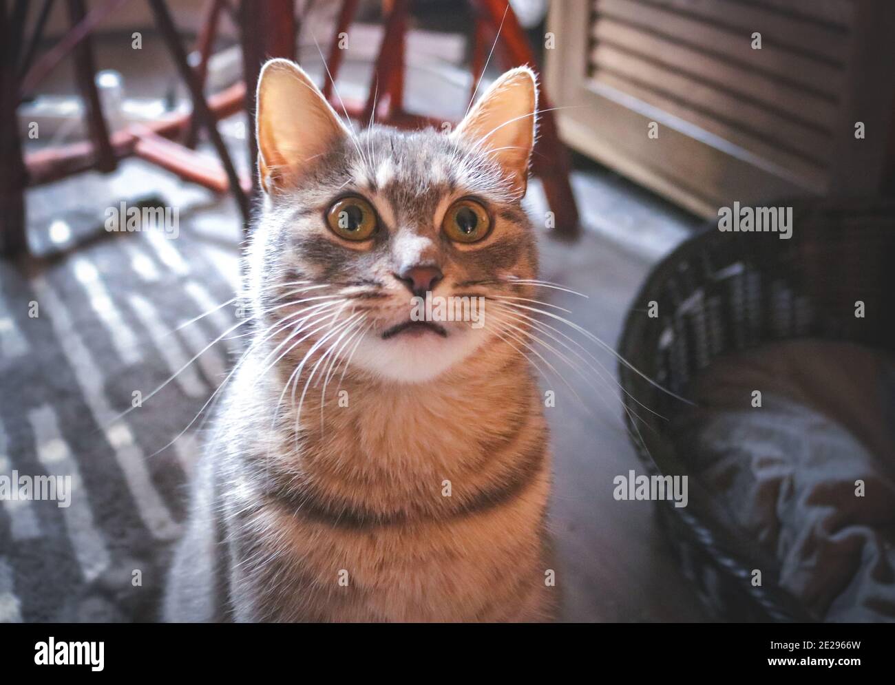 A tabby cat looking up Stock Photo