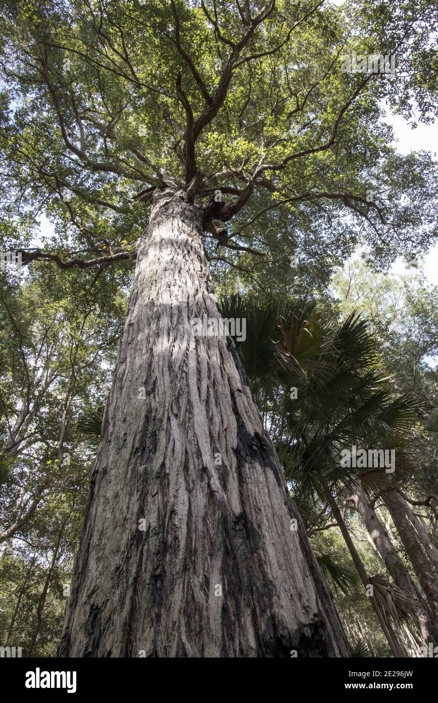 Tall Turpentine Tree growing in the Royal National Park, Sydney Australia Stock Photo