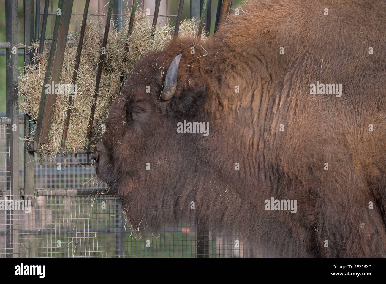 Zoo tieren hi-res stock photography and images - Alamy