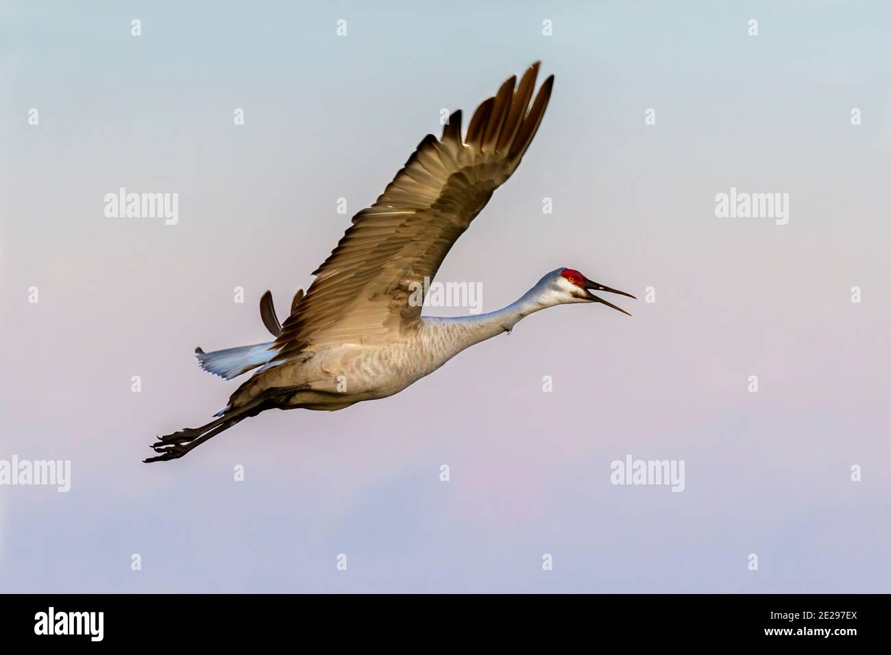 Sandhill crane (Antigone canadensis) flying in blue sky at early morning, Galveston, Texas, USA. Stock Photo