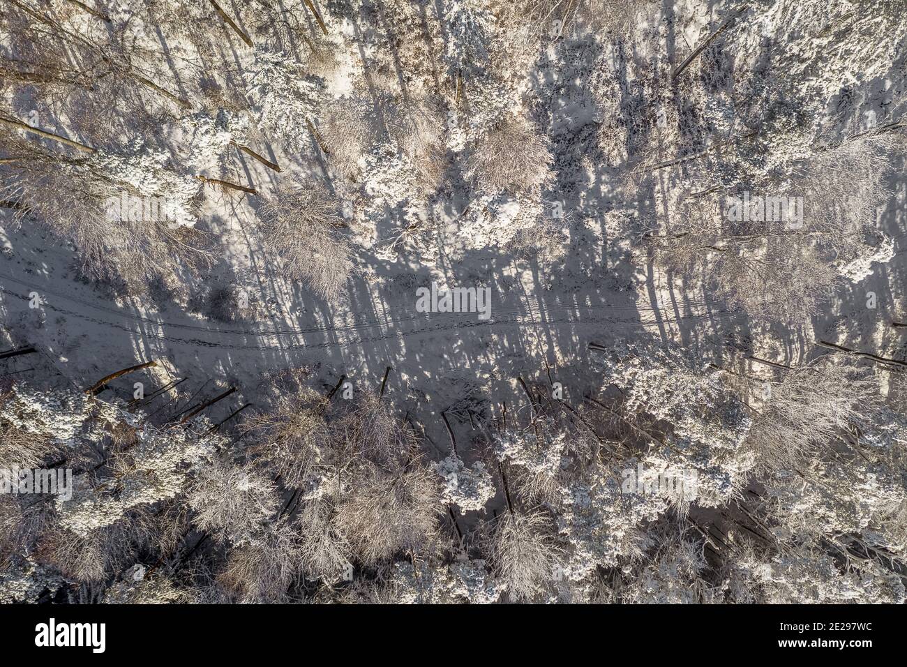 Winter path leading through a white, snowy forest captured by a drone straight from above - top down view. Stock Photo