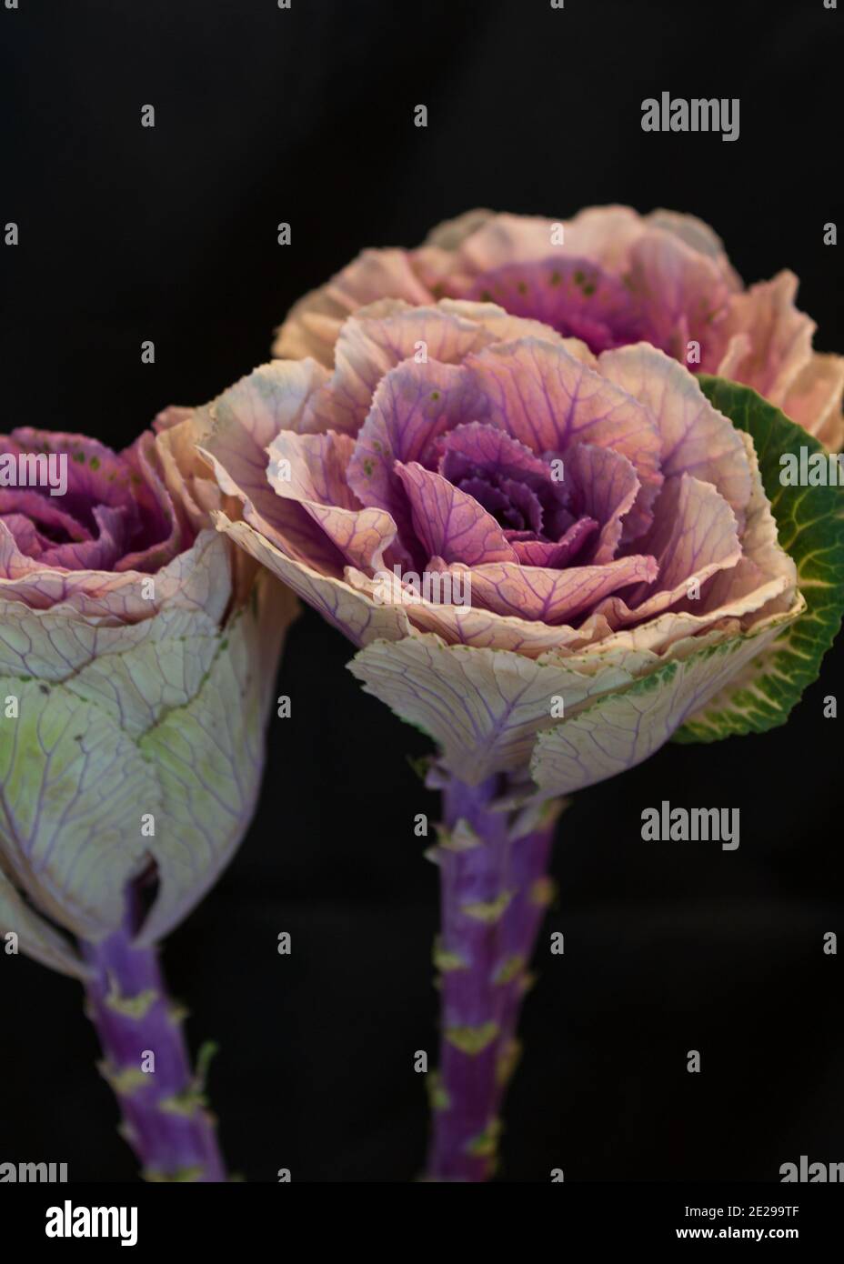 Purple cabbage flower hires stock photography and images Alamy