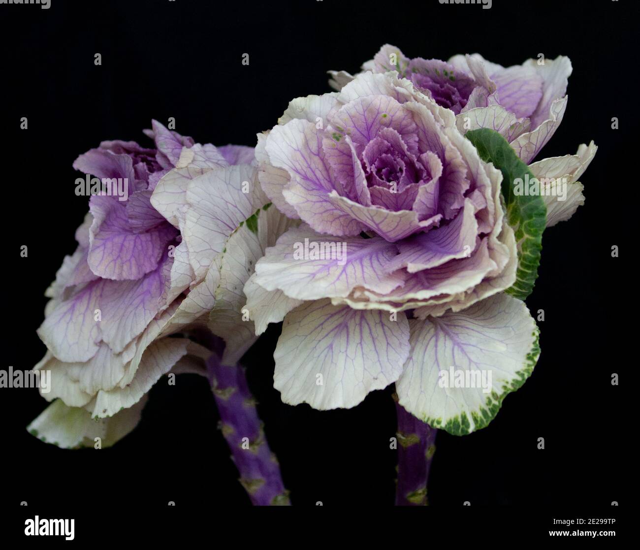 Purple Cabbage Flowers Stock Photo - Alamy