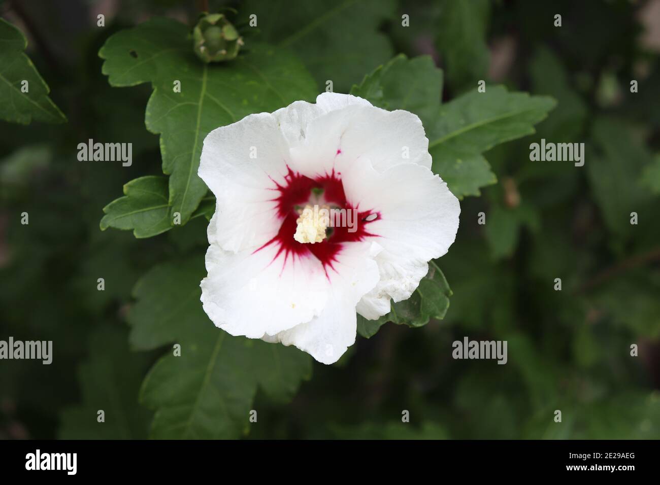 Closeup shot of a beautiful Syrian hibiscus flower the national symbol of South Korea Stock
