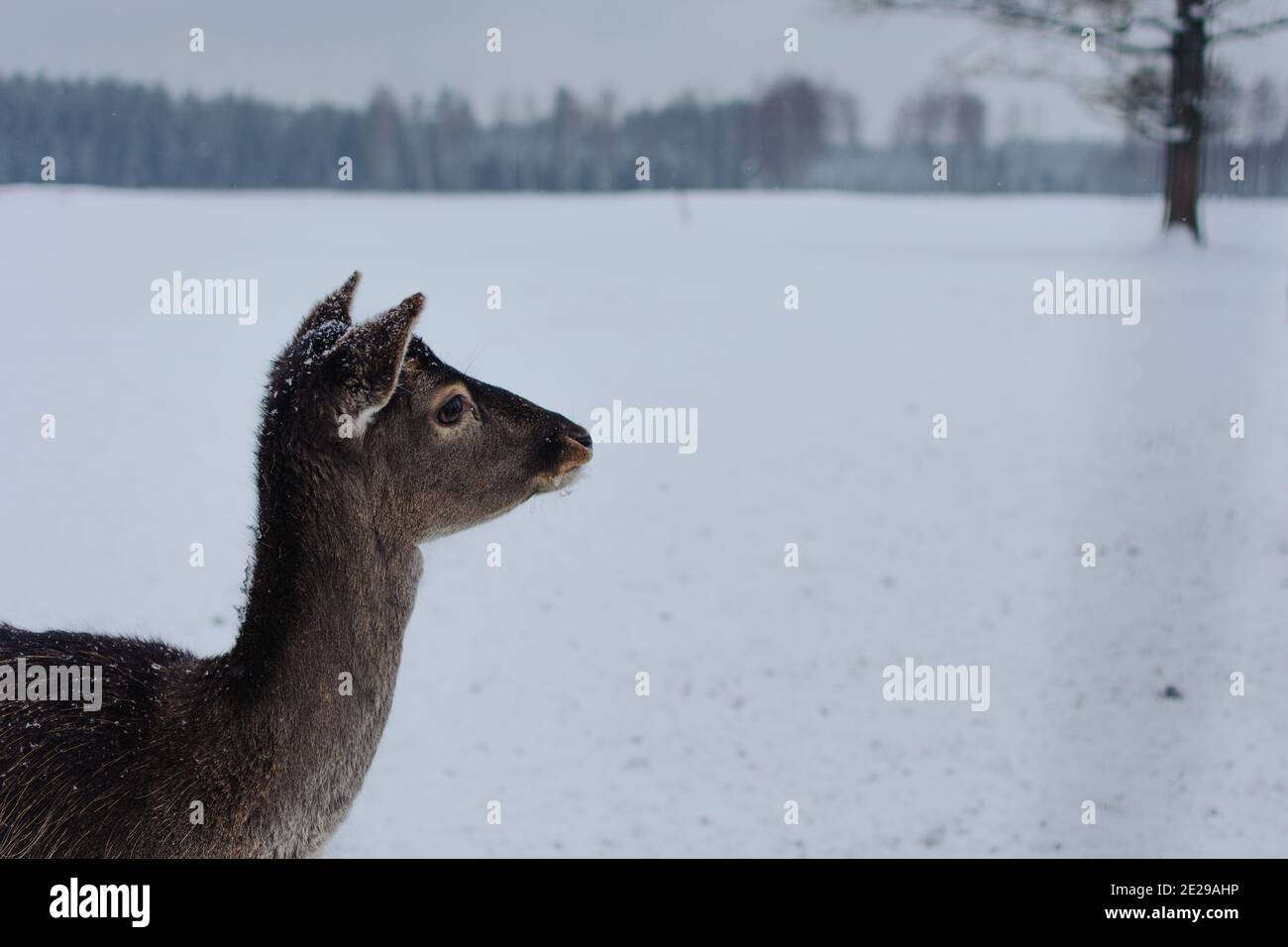 Young deer without horns in a snow-covered meadow Stock Photo