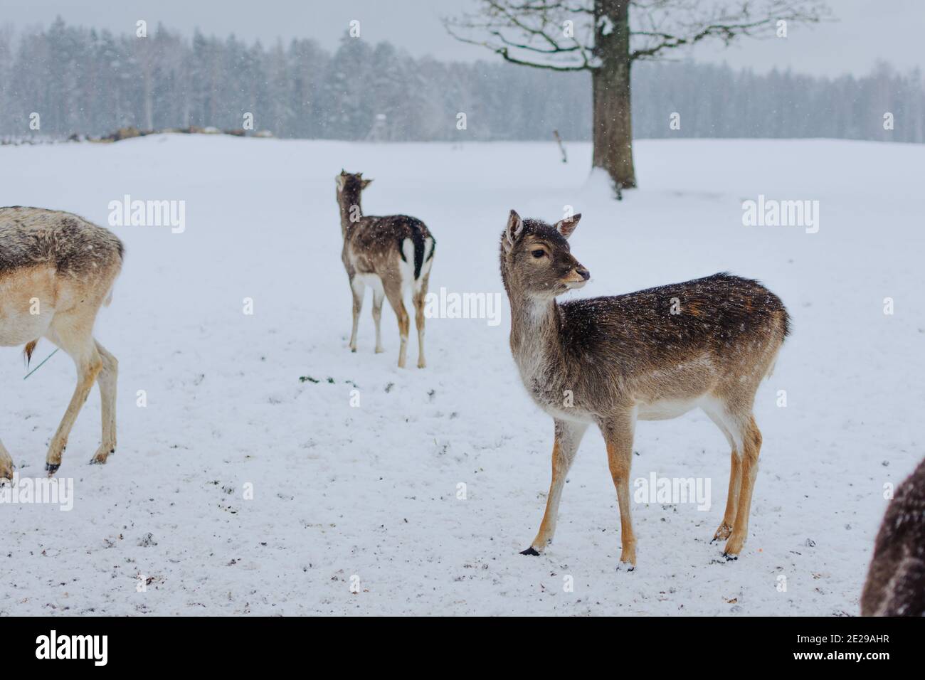 Beautiful shot of cute European fallow deer in a meadow covered with snow Stock Photo