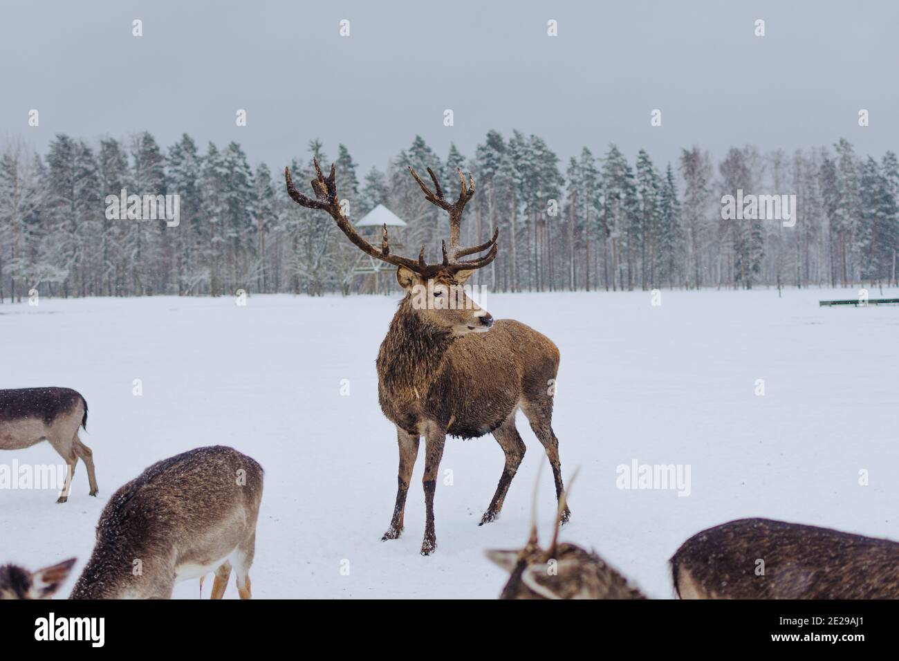 Red deer walking in a meadow covered with snow Stock Photo